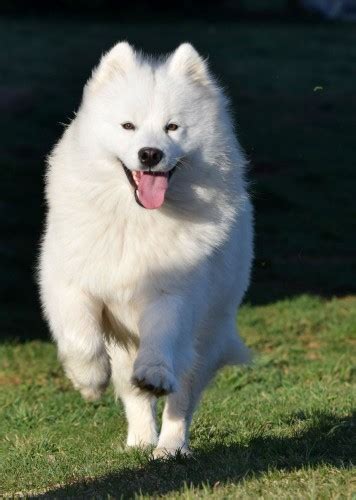 Male Purebred Samoyed Puppies Find Me A Pet