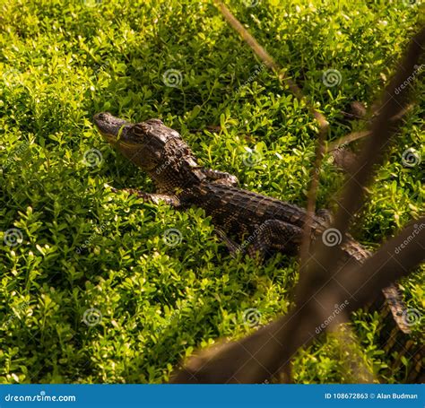 Cute Baby Alligator In Undergrowth Stock Image Image Of Alligatorinae