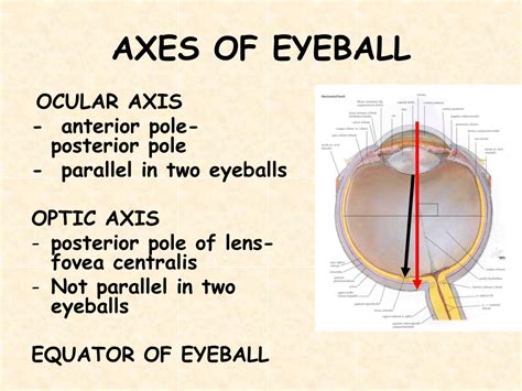 Ppt The Eyeball Powerpoint Presentation Free Download Id9138527