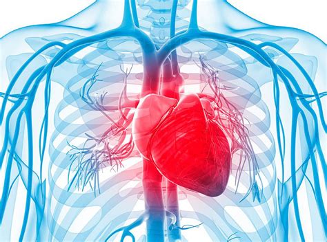 ¿por Qué Son Importantes Las Enfermedades Cardiovasculares