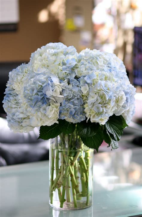 Hydrangea Vase By West Hollywood Florist
