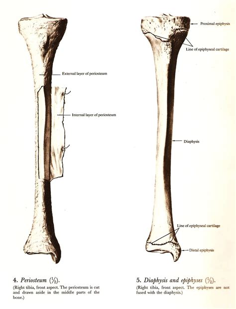 Anatomy Of The Tibia Bone