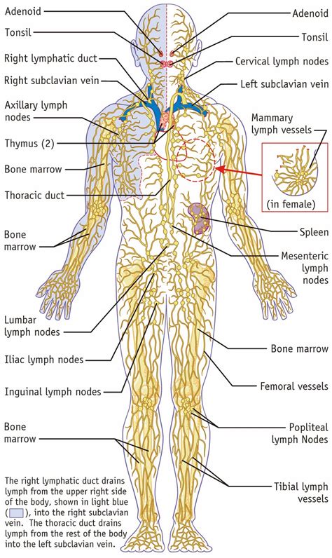 Anatomy And Physiology ~ Understanding The Lymphatic System The Alchemist Randd