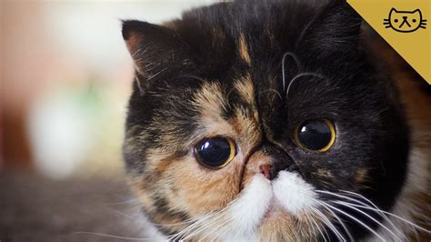 Tổng Hợp Cute Cats With Big Eyes Nguồn Gốc Và Thông Tin Chi Tiết
