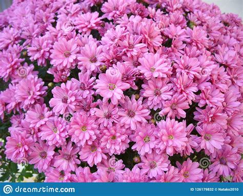 Pink Chrysanthemums Stock Photo Image Of Bush Mosque 126179832