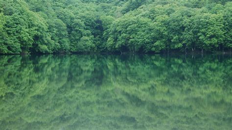 Download Wallpaper 2048x1152 Trees River Reflection Ultrawide Monitor