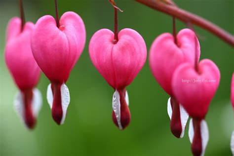 Rose Pink And Heart Shaped Flowers Photos201 Flickr