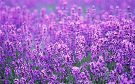 Beautiful Lavender Flowers Photo 34658216 Fanpop