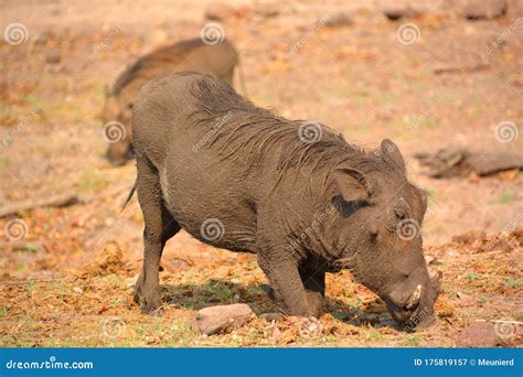 Warthog Or Common Warthog Phacochoerus Africanus I Stock Image Image