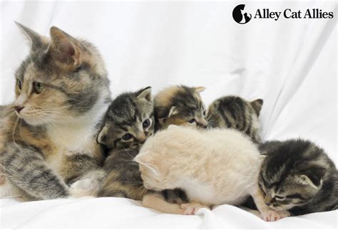 Five Tips To Help Kittens This Spring Alley Cat Allies
