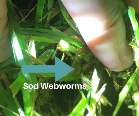 How To Control Sod Webworms Army Worms Houston Grass Pearland