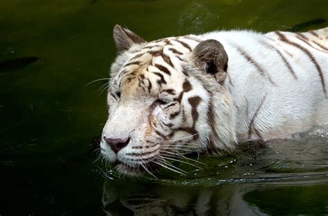 White Tiger Swimming Peacefully In The Water Tiger Swimming Cute