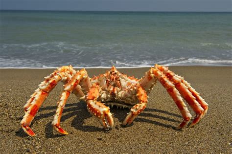 The Different Types of King Crabs » Nature Tingz