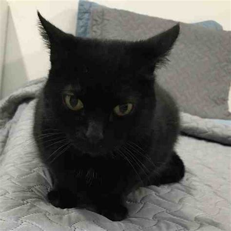 Adorable Black Cat For Adoption In Redding Ca Supplies Included