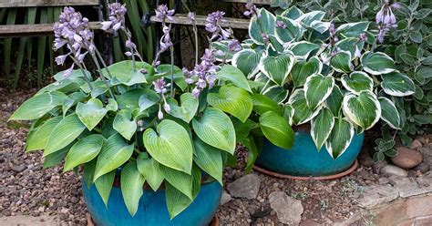 How To Grow Hostas In Containers Gardeners Path