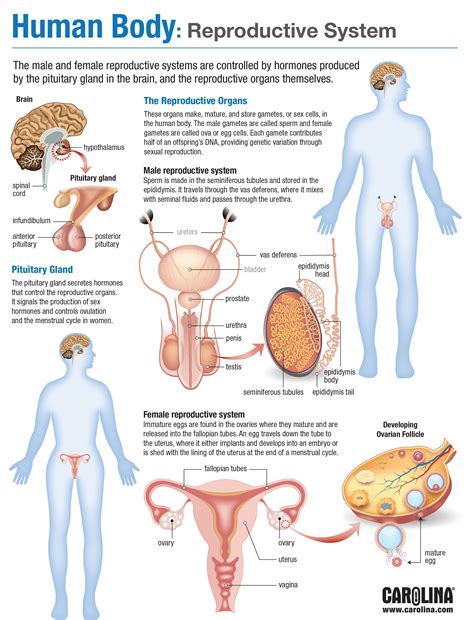 Human Body Reproductive System Carolina Biological Supply