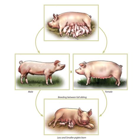 How To Farm Pigs Breeding