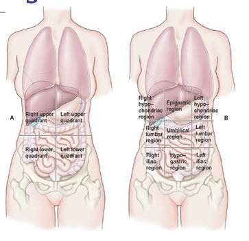 The human abdomen is divided into quadrants and regions by anatomists and physicians for the purposes of study, diagnosis, and treatment. Anatomy at New York University School of Medicine - StudyBlue