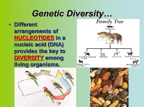 Ppt Why Do We Study Dna Powerpoint Presentation Free Download Id