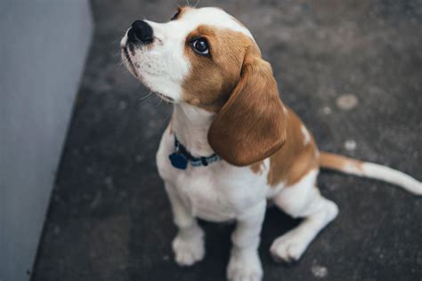 4000 Rescue Beagles Are In Need Of Homes—heres How To Help Brightly