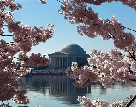 Jefferson Memorial At Cherry Blossom Time On The Tidal Basin Ds008