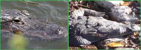 Reptiles Of The Everglades Everglades National Park Us National