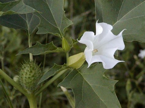 Jimson Weed Arizona Poison And Drug Information Center