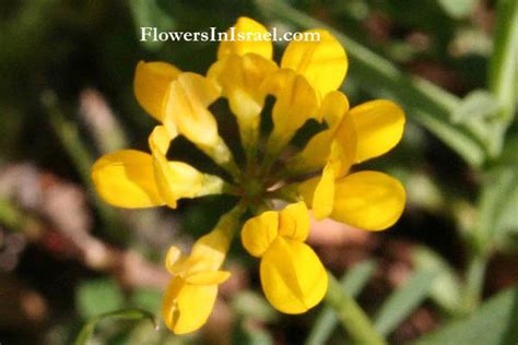 Israel Wildflowers Yellow Crown Vetch