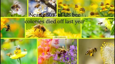 Us Honey Bees Face Deadliest Season Yet Youtube