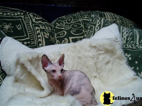 Sometimes kittens do become available so. Sphynx Kitten for Sale: Stunning Sphynx Kitten Passported ...