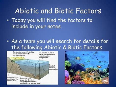 Biotic Factors Examples