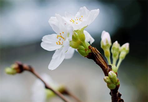 Free Images Flower Spring Petal Bud Flowering Plant Twig Branch
