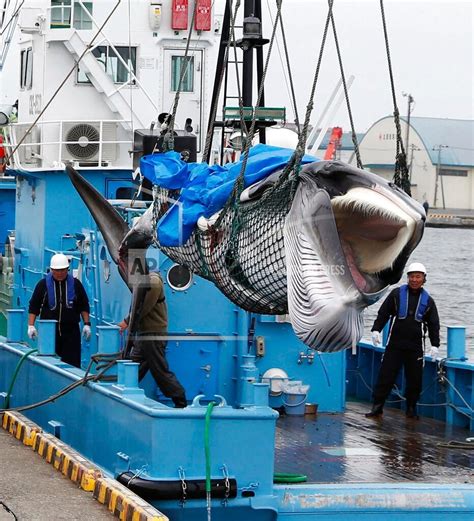 Japan Is Resuming Commercial Whaling After 31 Years Despite Low Demand
