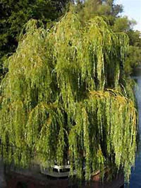 Salix alba white willow redirects here. Großer Laubbaum für Sichtschutz vor Neubau des Nachbarn ...