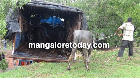 Mangalore Today Latest Main News Of Mangalore Udupi Page Illegal Cattle Transportation