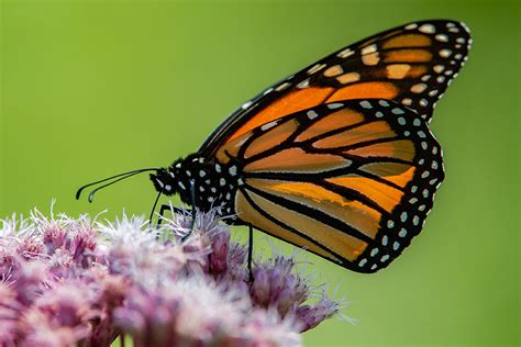 The Texas State Insect Monarch Butterfly Texas Proud