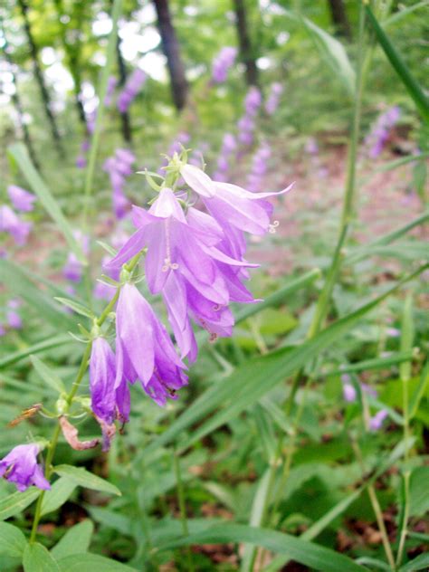Wild violets thrive in part/full shaded areas. Pin by Yvonne Canas on Wisconsin wildflowers | Wild ...
