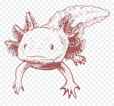 Axolotl Drawing Easy How To Draw An Axolotl Really Easy Drawing