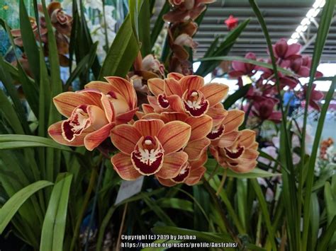 Orchid Cymbidium Pumisan Orange
