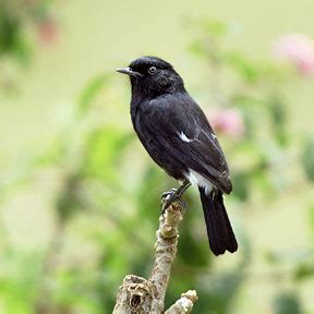 Beberapa ciri dari burung ini memiliki bulu. Burung Decu, Burung Petarung yang Kurang diSayang | vdocd