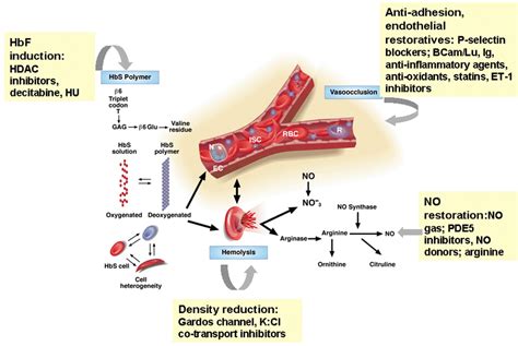 The Pathophysiology Of Sickle Cell Disease And Sites Where Drug