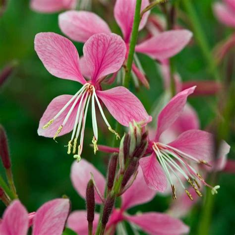 'crimson trumpet' is a cross between the chinese and american species. Shop Gaura Siskiyou Pink. Butterfly & hummingbird loving ...