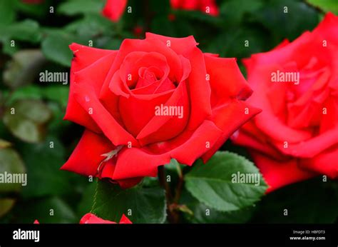 Red Floribunda Rose High Resolution Stock Photography And Images Alamy