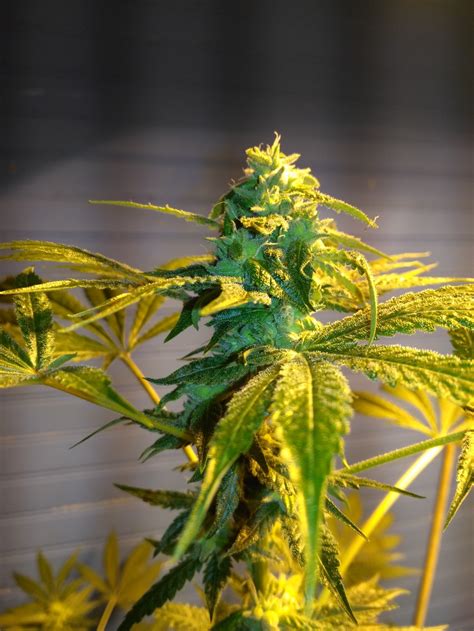 Check spelling or type a new query. Pegasus from Third Eye Genetics | strains.io | cannabis ...