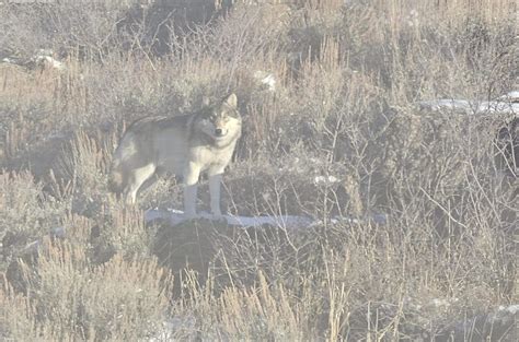 Cpw Confirms ‘credible Report Of Wolf Depredation In Grand County