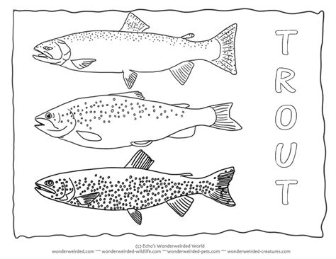 Rainbow Trout Coloring Page at GetColorings.com | Free printable