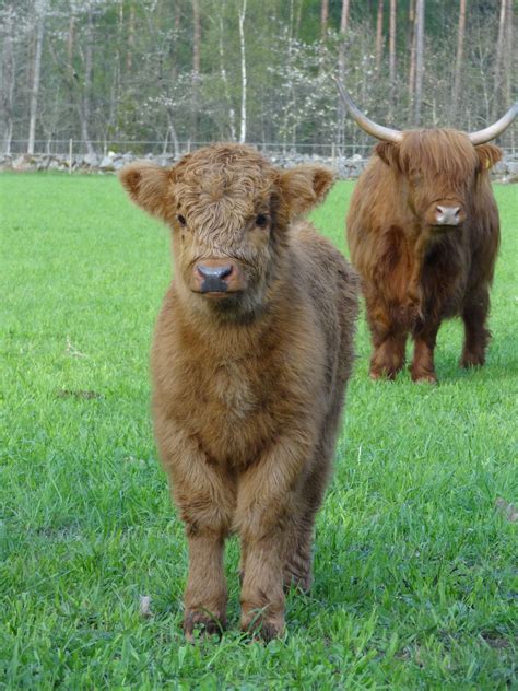 Highland Cattle Oh Gosh So Cutelil Bear Miniature Cow Breeds