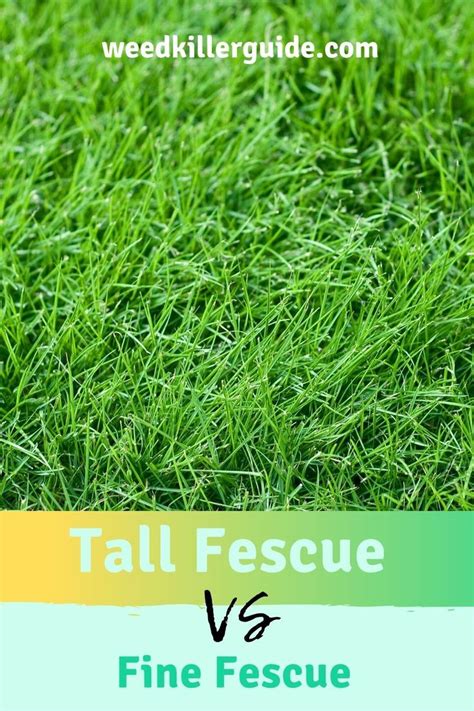 Tall Fescue Vs Fine Fescue Which One To Choose In In Tall Fescue Fescue Grass Care