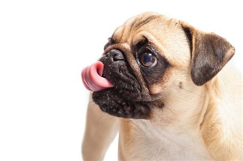 Free Photo Pug Dog Pet Animal Cute Tongue Free