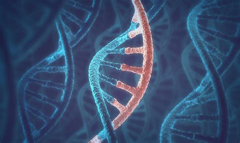 Human Cells Can Write Rna Sequences Into Dna Study Shows